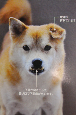迷子犬情報お願いします 神奈川県茅ヶ崎市愛犬のトリミングサロン ドッグチョイス